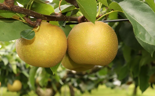 食の都庄内　庄内の和梨【幸水or豊水】約10kg※8月下旬ごろより順次配送(庄内旬青果) 【幸水or豊水】約10kg