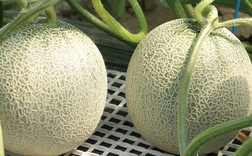 食の都庄内【令和7年産】《7・8・9月お届け-C》旬のフルーツの3ヶ月定期便(庄内旬青果) 《7・8・9月お届け-C》