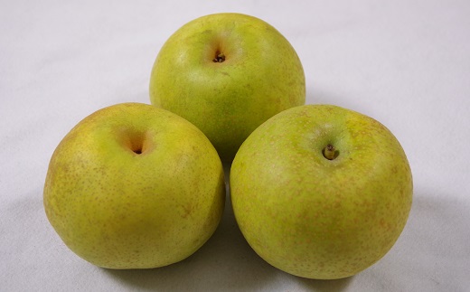 食の都庄内【令和7年産】《9・10・11月お届け-B》旬のフルーツの3ヶ月定期便(庄内旬青果) 《9・10・11月お届け-B》