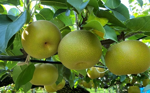 食の都庄内【令和7年産】《9・10・11月お届け-C》旬のフルーツの3ヶ月定期便(庄内旬青果) 《9・10・11月お届け-C》