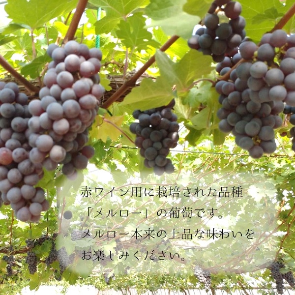 グリーンファーム小野寺の無添加ぶどうジュースセット（180ml×10本）(GF小野寺)