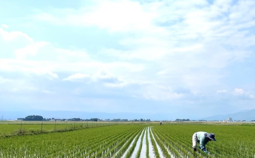 【令和7年産・精米】九代目又七の有機ひとめぼれ27kg※9月下旬頃から順次配送(九代目又七) 【令和7年産・精米】27kg