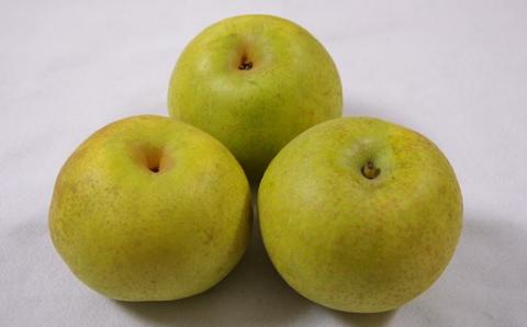 食の都庄内　庄内の和梨【秀玉or南水】約5kg※9月中旬ごろより順次配送(庄内旬青果) 【秀玉or南水】約5kg