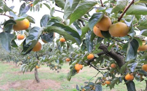 食の都庄内　庄内柿（元祖種無し渋抜き）約5kg※10月中下旬～11月下旬配送(庄内旬青果) 約5kg