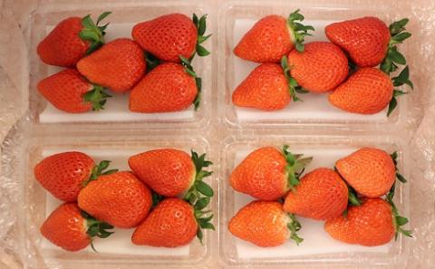 食の都庄内　庄内砂丘のいちご4パック※1月中旬頃～順次配送 180g×4パック