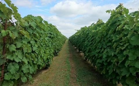 食の都庄内　月山ワイン「豊穣神話」赤・甲州セット(庄内たがわ農協) 「豊穣神話」赤・甲州セット