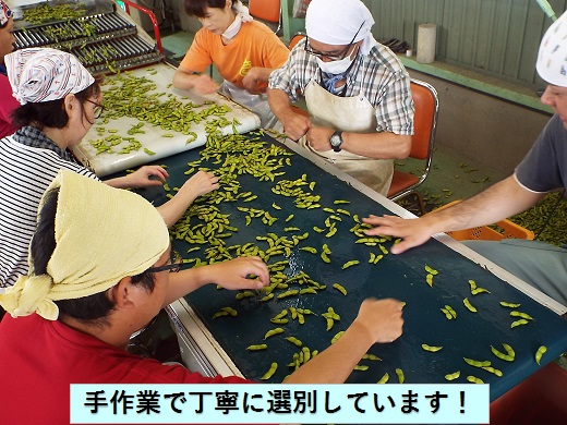 【2kgバラ詰め】横川枝豆組合の庄内ちゃまめ（2kg×1袋）(横川枝豆組合) 2kgバラ詰め（2kg×1袋）