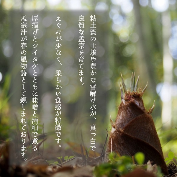 ★先行予約★【令和8年産】食の都庄内　生たけのこ「孟宗筍」約3kg　酒粕付き　※令和8年4月下旬～5月下旬頃発送予定 [NY2-186(産直出前便)] 「孟宗筍」約3kg