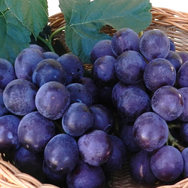 食の都庄内　庄内特産ぶどう（種なしピオーネ）　※令和7年9月上旬頃～順次配送(マルショウ青果)