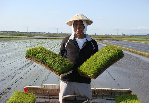 【令和7年産・精米】米蔵いいの特別栽培米ミルキークイーン20kg（5kg×4袋）(米蔵いいの)