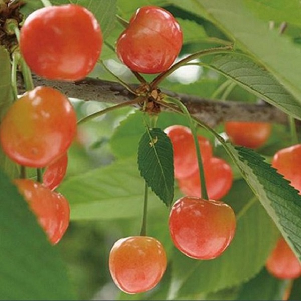 ★先行予約★【令和8年産】食の都庄内　庄内産さくらんぼ「紅秀峰」1kgバラ詰め　※令和8年6月下旬～7月上旬頃発送予定 [HS4-258(庄内旬青果)] 「紅秀峰」1kgバラ詰め