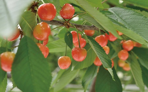 ★先行予約★【令和8年産】食の都庄内　庄内産さくらんぼ「佐藤錦」手詰め約300g　※令和8年6月中旬～下旬頃発送予定 [HS4-240(庄内旬青果)] 佐藤錦　Lサイズ手詰め300g