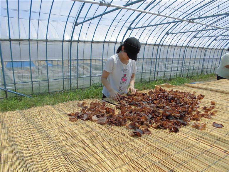 グリーンファーム小野寺の乾燥キクラゲ　100g×2袋(GF小野寺)