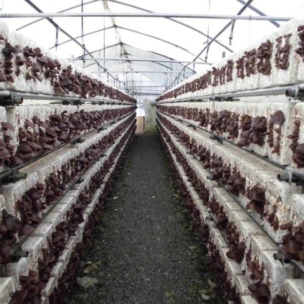 グリーンファーム小野寺の乾燥キクラゲ　80g×2袋(GF小野寺)