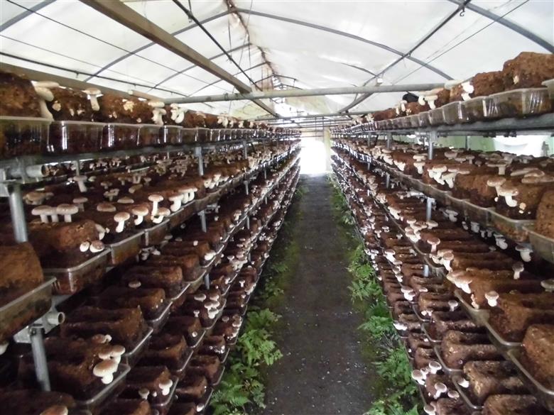 グリーンファーム小野寺の乾燥椎茸　80g×2袋(GF小野寺)