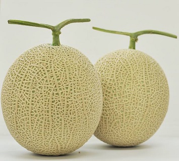 ★先行予約★【令和8年産】食の都庄内　庄内砂丘のアールスメロン2玉　※令和8年8月中旬～9月下旬頃発送予定 [HS4-023(庄内旬青果)] アールスメロン2玉