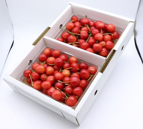 ★先行予約★【令和8年産】食の都庄内　庄内産さくらんぼ「佐藤錦」Lサイズ600gバラ詰め　※令和8年6月中旬～下旬頃発送予定 [HS4-242(庄内旬青果)] Lサイズ600g