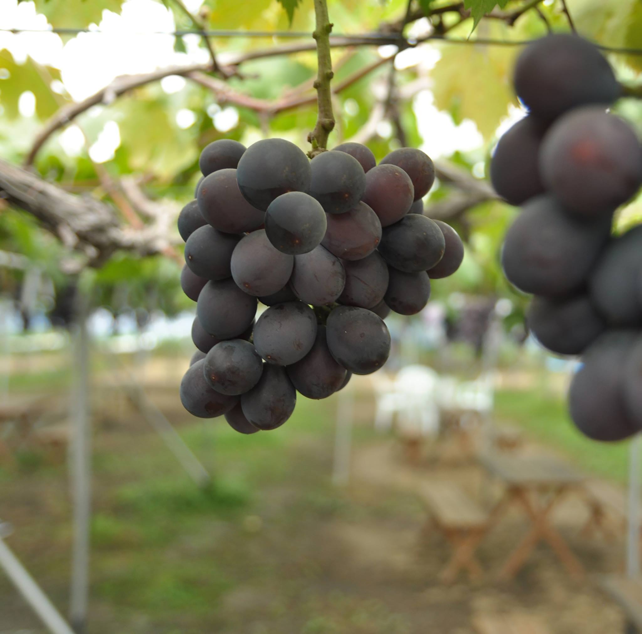 ★先行予約★【令和8年産】食の都庄内　《7・8・9月お届け-A》旬のフルーツの3ヶ月定期便 [HS4-F059(庄内旬青果)] 定期便3回《7・8・9月お届け-A》