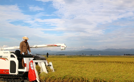 【令和7年産・精米】米蔵いいの特別栽培米ミルキークイーン20kg（5kg×4袋）(米蔵いいの)