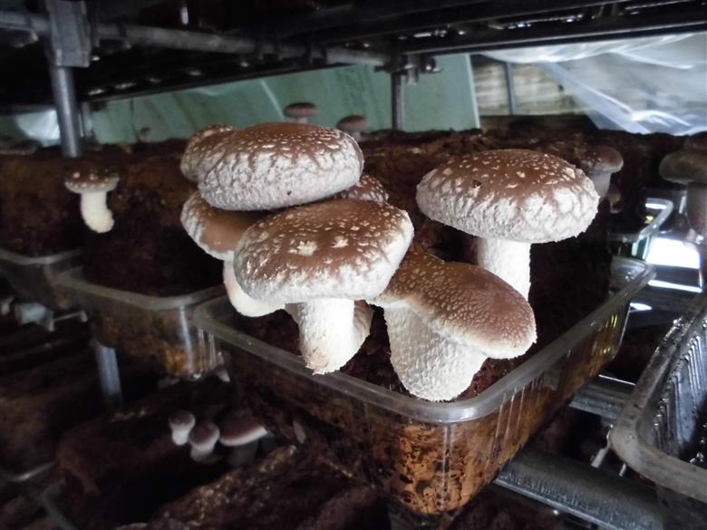 グリーンファーム小野寺の乾燥椎茸　80g×2袋(GF小野寺)