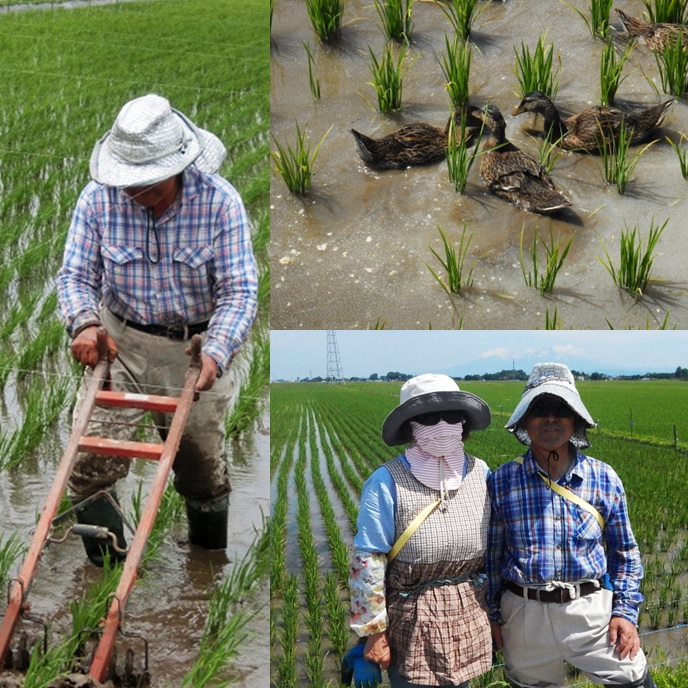 【令和7年産・精米】九代目又七の有機ひとめぼれ27kg※9月下旬頃から順次配送(九代目又七) 【令和7年産・精米】27kg