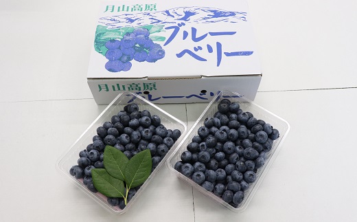 ★先行予約★【令和8年産】食の都庄内　庄内の生ブルーベリー約800g　※令和8年7月上旬頃発送予定 [HS4-222(庄内旬青果)]