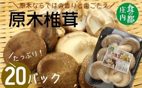 食の都庄内　原木しいたけ（まさに木の子）20パック(庄内旬青果) 20パック