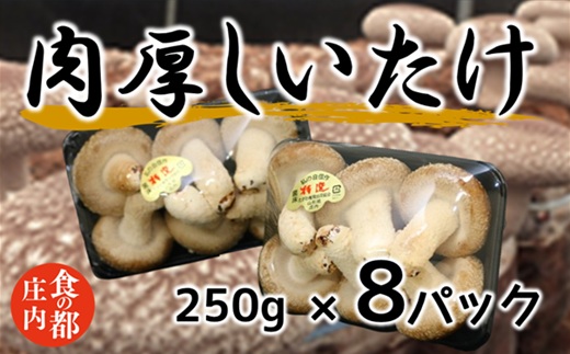 食の都庄内　肉厚しいたけ【期間限定】※11月中旬頃より順次発送 [HS1-002(庄内たがわ農協)]