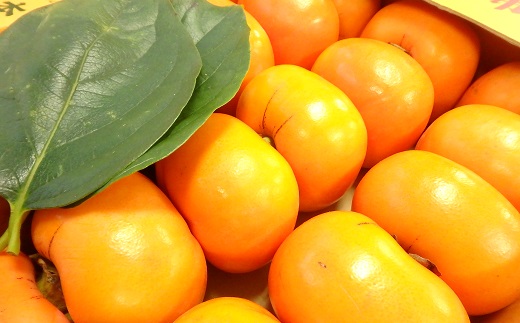 治郎左エ門の庄内柿（1箱約5kg）※10月下旬頃から順次配送 [PM2-001(皆川　みなと)] 1箱約5kg