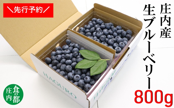 ★先行予約★【令和8年産】食の都庄内　庄内の生ブルーベリー約800g　※令和8年7月上旬頃発送予定 [HS4-222(庄内旬青果)]