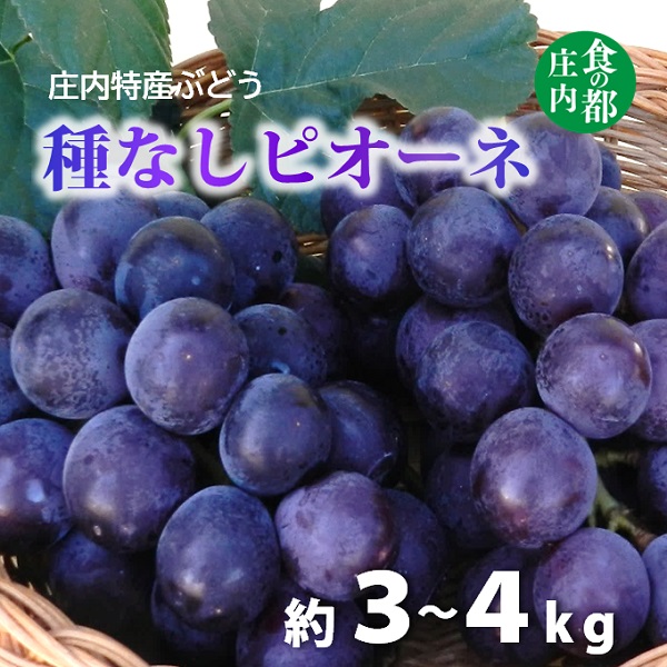 食の都庄内　庄内特産ぶどう（種なしピオーネ）　※令和7年9月上旬頃～順次配送(マルショウ青果)