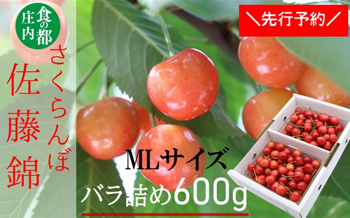 ★先行予約★【令和8年産】食の都庄内　庄内産さくらんぼ「佐藤錦」600gバラ詰め（MLサイズ）　※令和8年6月中旬～下旬頃発送予定 [HS4-270(庄内旬青果)] 佐藤錦　MLサイズ600g