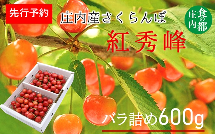 ★先行予約★【令和8年産】食の都庄内　庄内産さくらんぼ「紅秀峰」600gバラ詰め　※令和8年6月下旬～7月上旬頃発送予定 [HS4-257(庄内旬青果)] 「紅秀峰」600gバラ詰め