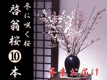 食の都庄内　【年末お届け】啓翁桜（10本束） [HS4-202(庄内旬青果)] 【年末お届け】（10本束）