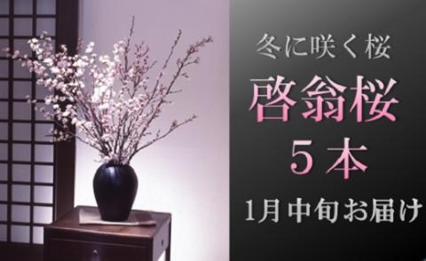 食の都庄内　【1月中旬お届け】啓翁桜（5本束） [HS4-201(庄内旬青果)] 【1月中旬お届け】（5本束）