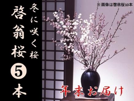 食の都庄内　【年末お届け】啓翁桜（5本束） [HS4-201(庄内旬青果)]