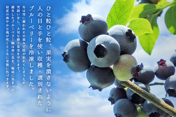 【R8.8月より順次発送】食の都庄内 冷凍ブルーベリー 2kg（入金期限：2026.7.31）洗わず食べられる 果物 スムージーに