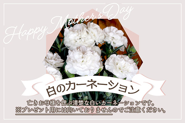 【R8.5月初旬より順次発送】成澤さんのカーネーション 白 5号鉢（入金期限：2026.4.30）母の日に お供え お悔み 白