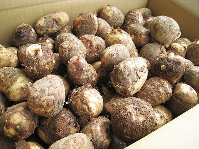 【11月中旬より順次発送】庄内産土付き里芋 5kg（入金期限：2025.12.10）