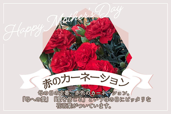 【R8.5月初旬より順次発送】成澤さんのカーネーション 赤 5号鉢（入金期限：2026.4.30）母の日に プレゼント 赤