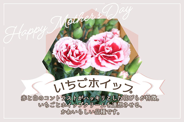 【R8.5月初旬より順次発送】成澤さんのカーネーション いちごホイップ 5号鉢（入金期限：2026.4.30）母の日に プレゼント いちごホイップ
