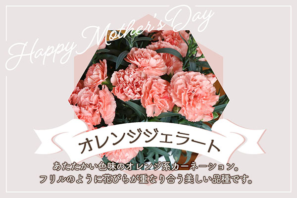 【R8.5月初旬より順次発送】成澤さんのカーネーション オレンジジェラート 5号鉢（入金期限：2026.4.30）母の日に プレゼント オレンジジェラート