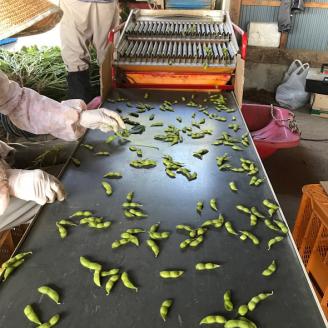 【R8.7月下旬より順次発送】農園貞太郎 枝豆まさおちゃん 5袋（入金期限：2026.7.10）