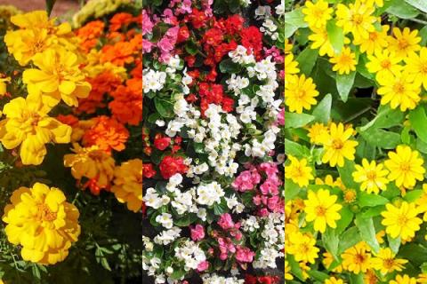 【R8.5月下旬より順次発送】ガーデニング用花苗 生産者おまかせ 12ポット（入金期限：2026.5.20） 生産者おまかせ