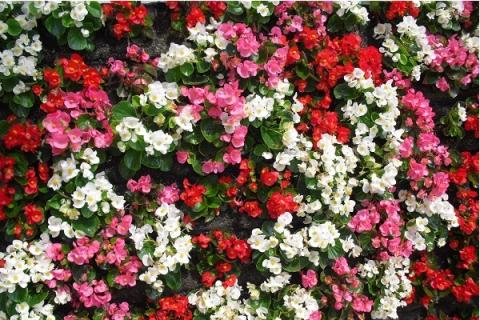 【R8.5月下旬より順次発送】ガーデニング用花苗 ベゴニア（赤4・白4・ピンク4）（入金期限：2026.5.20） ベゴニア