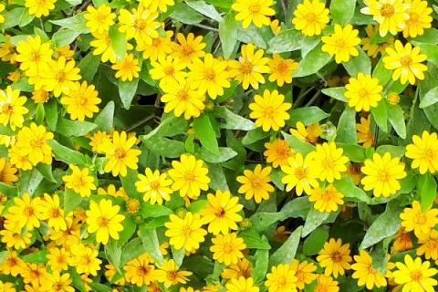 【R8.5月下旬より順次発送】ガーデニング用花苗 メランポジウム（黄色）12ポット（入金期限：2026.5.20） メランポジウム