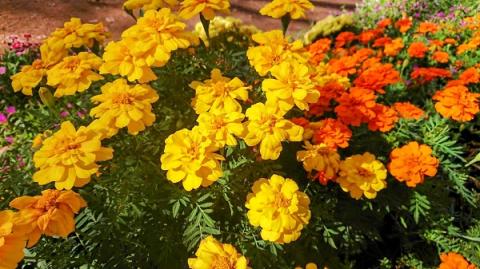 【R8.5月下旬より順次発送】ガーデニング用花苗 マリーゴールド（黄色6ポット・オレンジ6ポット）（入金期限：2026.5.20） マリーゴールド