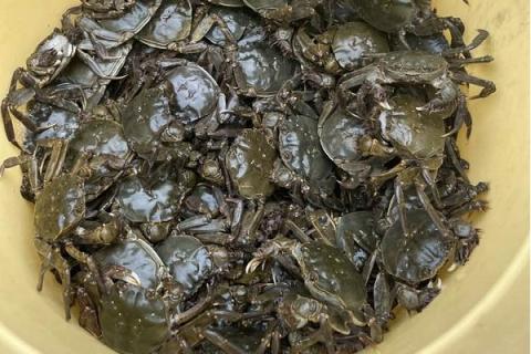 藻屑蟹（モクズガニ）出汁の素　500g  レトルトパウチ