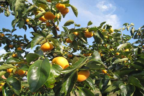 【R8.10月下旬より順次発送】庄内柿 M～Lサイズ 7.5kg（入金期限：2026.10.10）