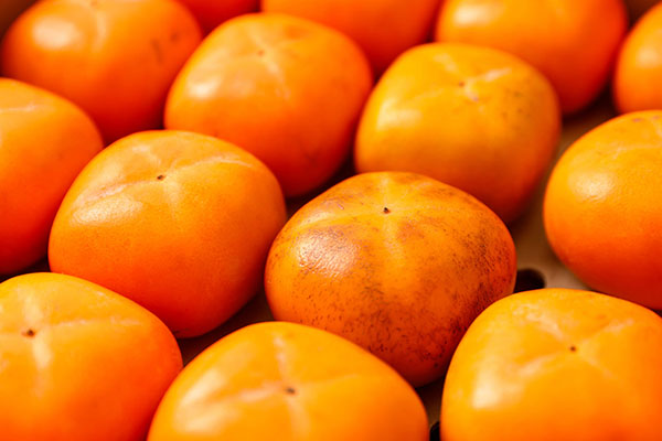 【R8.10月下旬より順次発送】庄内柿 家庭用【訳あり 少々傷あり】 M～Lサイズ 7.5kg（入金期限：2026.10.10）